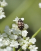 Attagenus trifasciatus