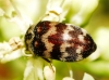 Attagenus trifasciatus