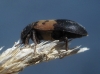 Dermestes lardarius