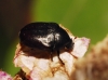 Orphilus sp.