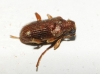 Ptinus timidus Brisout de Barneville, 1866 Ptinus timidus Brisout de Barneville, 1866