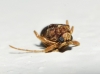 Ptinus timidus Brisout de Barneville, 1866 Ptinus timidus Brisout de Barneville, 1866