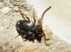 Ptinus timidus Brisout de Barneville, 1866 Ptinus timidus Brisout de Barneville, 1866