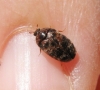 Trogoderma cf. versicolor