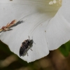 Acmaeodera cylindrica (Fabricius, 1775)