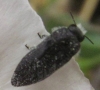 Acmaeodera cylindrica (Fabricius, 1775)
