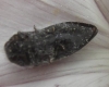 Acmaeodera cylindrica (Fabricius, 1775)