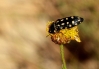 Acmaeodera octodecimguttata Thry, 1928