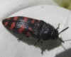 Acmaeodera pulchra (Fabricius, 1794)