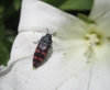 Acmaeodera pulchra (Fabricius, 1794)