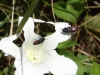 Acmaeodera pulchra (Fabricius, 1794)