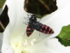 Acmaeodera pulchra (Fabricius, 1794)