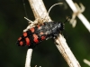 Acmaeodera pulchra (Fabricius, 1794)