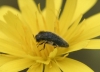 Acmaeodera cf. cylindrica (Fabricius, 1775)