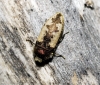 Acmaeodera pilosellae (Bonelli, 1812)