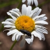 Acmaeoderella flavofasciata (Piller & Mitterpacher, 1783)