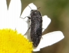 Acmaeoderella flavofasciata (Piller & Mitterpacher, 1783)
