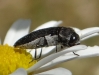 Acmaeoderella flavofasciata (Piller & Mitterpacher, 1783)