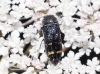 Acmaeoderella flavofasciata (Piller & Mitterpacher, 1783)