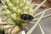 Acmaeoderella cf. lanuginosa (Gyllenhal, 1817)