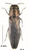 Agrilus beauprei