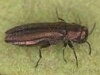 Agrilus elegans