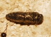 Agrilus sp. Agrilus sp.