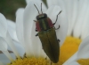 Anthaxia hungarica (Scopoli, 1772)