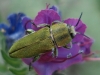 Anthaxia hungarica (Scopoli, 1772)