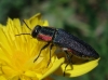 Anthaxia hungarica (Scopoli, 1772)