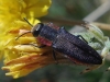 Anthaxia hungarica (Scopoli, 1772)