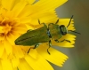 Anthaxia hungarica (Scopoli, 1772)