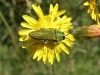 Anthaxia hungarica (Scopoli, 1772)