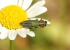 Anthaxia hungarica (Scopoli, 1772)