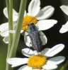 Anthaxia hungarica (Scopoli, 1772)