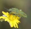 Anthaxia hungarica (Scopoli, 1772)