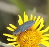 Anthaxia hungarica (Scopoli, 1772)