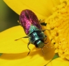 Anthaxia ignipennis Abeille, 1882