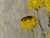Anthaxia millefolii (Fabricius, 1801)