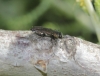 Anthaxia millefolii (Fabricius, 1801)