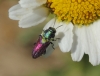 Anthaxia scutellaris Gen, 1839