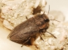 Anthaxia sp. Anthaxia sp.