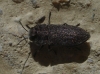 Anthaxia sp. Anthaxia sp.