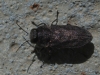 Anthaxia sp. Anthaxia sp.