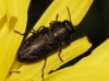 Anthaxia sp. Anthaxia sp.