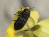 Anthaxia sp. ?