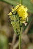 Anthaxia hungarica (Scopoli, 1772)