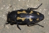 Buprestis novemmaculata Linnaeus, 1767