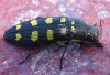 Buprestis octoguttata Linnaeus, 1758 Buprestis octoguttata Linnaeus, 1758