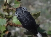 Capnodis tenebrionis (Linnaeus, 1761)